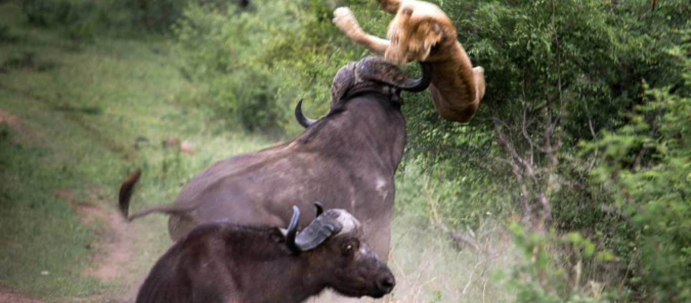 Αγρια μάχη... μέχρι θανάτου μεταξύ λιονταριού και βούβαλου! (Σκληρό βίντεο)